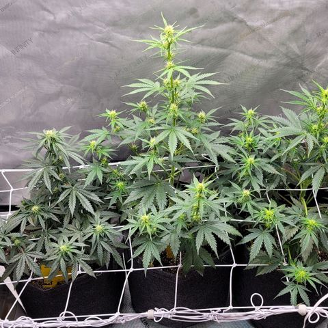 Bruce Banner Auto growlog timeline photo