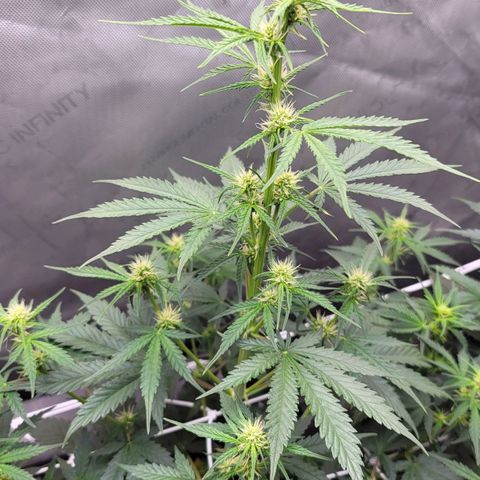Bruce Banner Auto growlog timeline photo