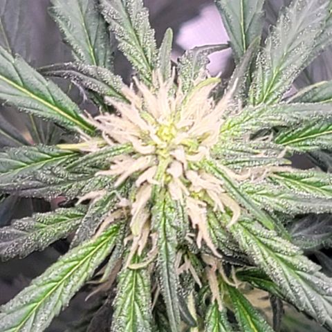 Bruce Banner Auto growlog timeline photo