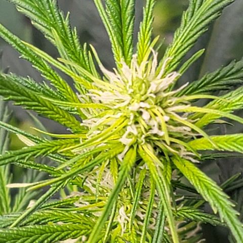 Bruce Banner Auto growlog timeline photo