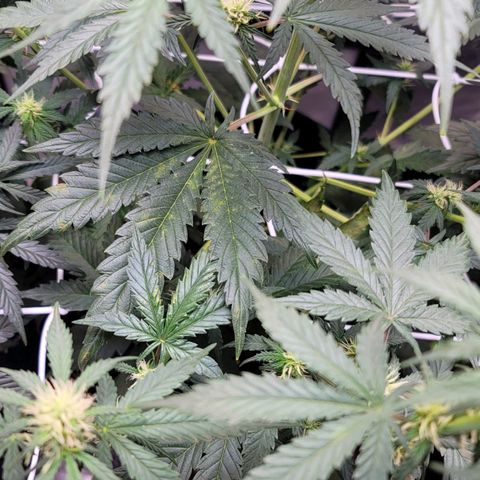 Bruce Banner Auto growlog photo: Noticed what appears like a nute deficiency in the OF Lady. Will feed again today and see what happens. 