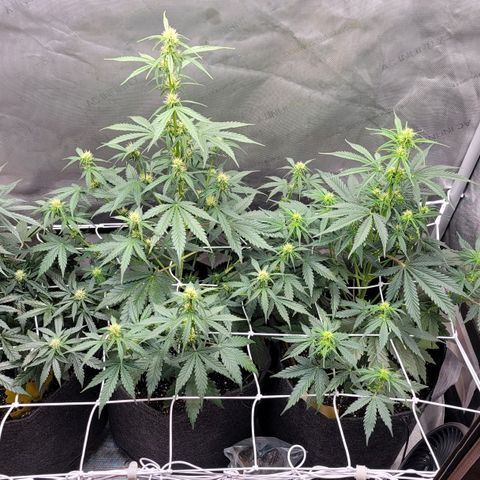 Bruce Banner Auto growlog photo: Noticed what appears like a nute deficiency in the OF Lady. Will feed again today and see what happens. 