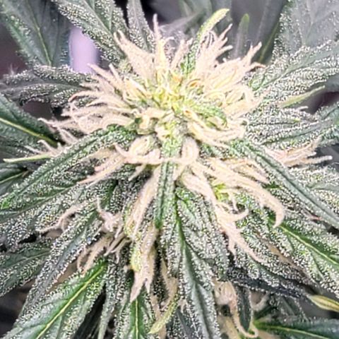 Bruce Banner Auto growlog timeline photo