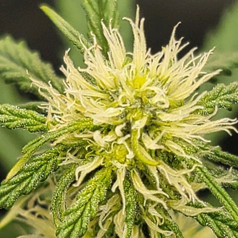 Bruce Banner Auto growlog timeline photo