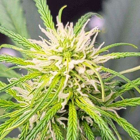 Bruce Banner Auto growlog timeline photo