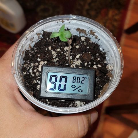 Gorilla Glue Auto growlog timeline photo