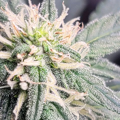 Bruce Banner Auto growlog timeline photo