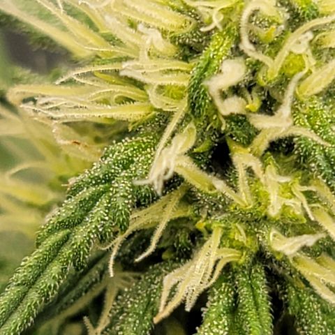 Bruce Banner Auto growlog timeline photo