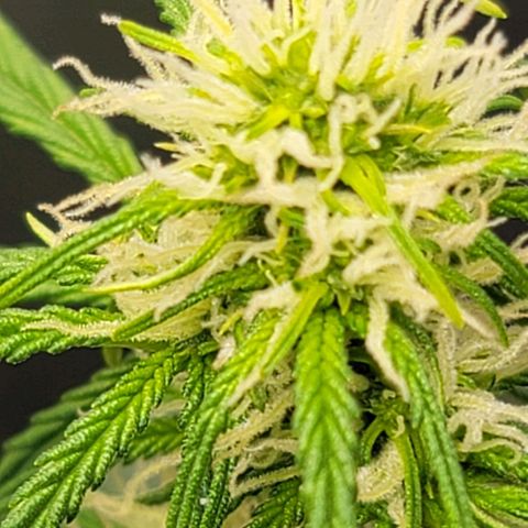 Bruce Banner Auto growlog timeline photo