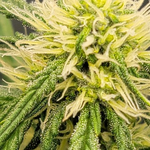 Bruce Banner Auto growlog timeline photo