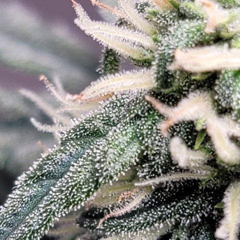 Bruce Banner Auto growlog timeline photo