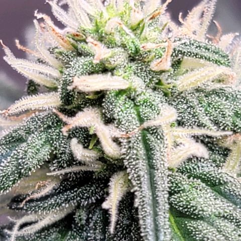 Bruce Banner Auto growlog timeline photo
