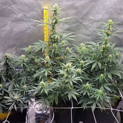 Bruce Banner Auto growlog timeline photo