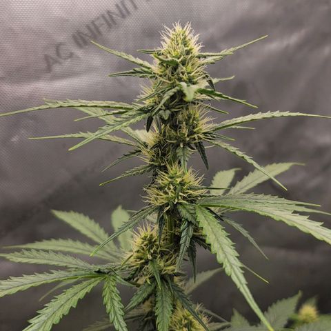 Bruce Banner Auto growlog timeline photo