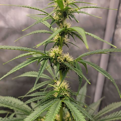 Bruce Banner Auto growlog timeline photo