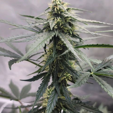 Bruce Banner Auto growlog timeline photo