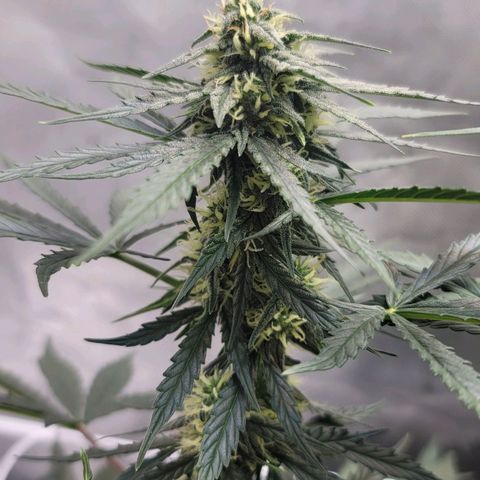 Bruce Banner Auto growlog timeline photo