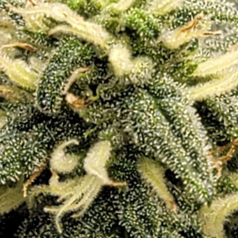 Bruce Banner Auto growlog timeline photo