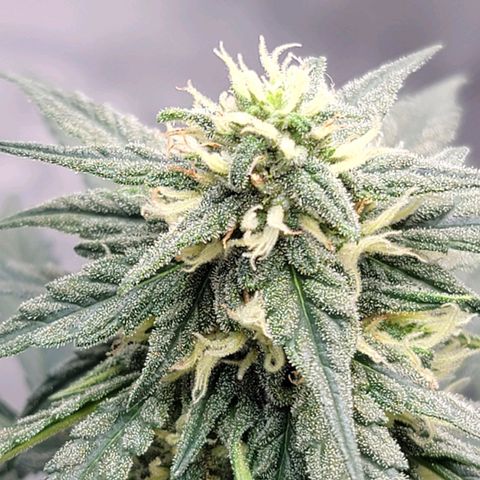 Bruce Banner Auto growlog timeline photo