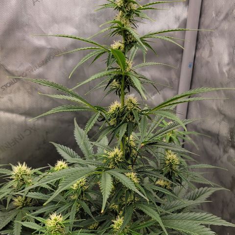 Bruce Banner Auto growlog timeline photo