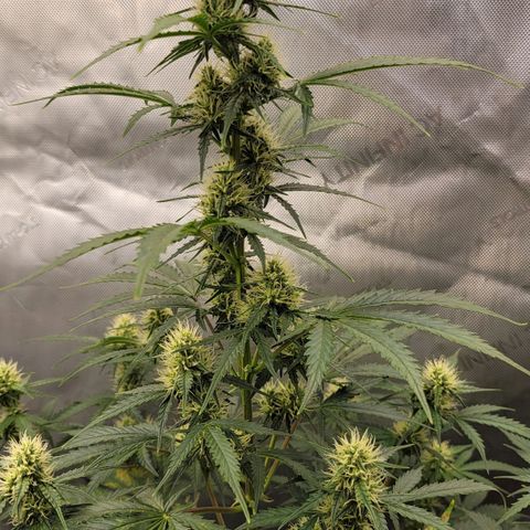 Bruce Banner Auto growlog timeline photo