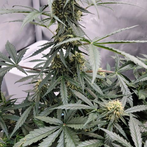 Bruce Banner Auto growlog timeline photo