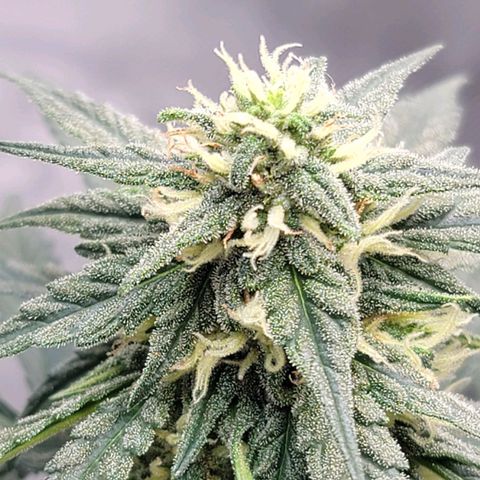 Bruce Banner Auto growlog timeline photo