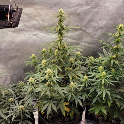 Bruce Banner Auto growlog timeline photo