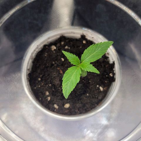 Gorilla Glue Auto growlog timeline photo
