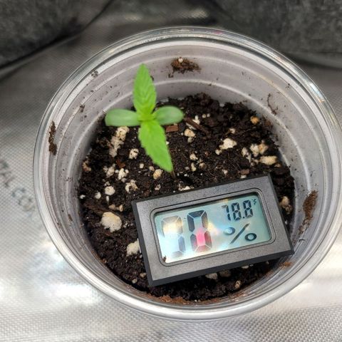 Mango growlog timeline photo