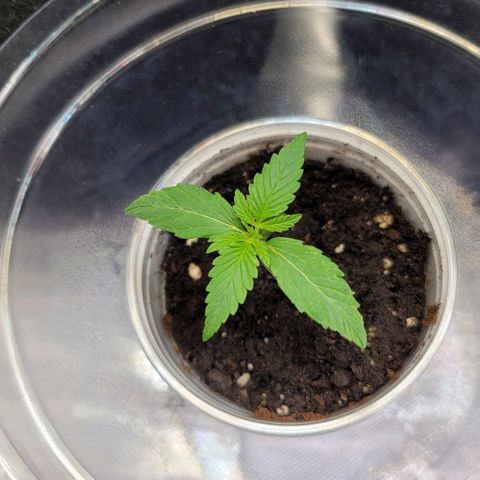 Gorilla Glue Auto growlog timeline photo