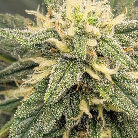 Bruce Banner Auto growlog photo: Yesterday while applying a top dress for the soil, I found that one of the plants had pollen sacs, so it was quarantined outside so it does not pollinate the 2 ladies that are producing nicely. It was lagging in trichome production, so not hopeful for that plant to produce quality bud. Will chop soon if it does not improve. 