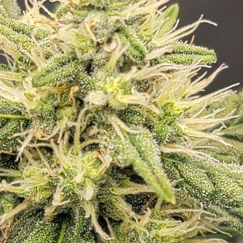 Bruce Banner Auto growlog photo: Yesterday while applying a top dress for the soil, I found that one of the plants had pollen sacs, so it was quarantined outside so it does not pollinate the 2 ladies that are producing nicely. It was lagging in trichome production, so not hopeful for that plant to produce quality bud. Will chop soon if it does not improve. 