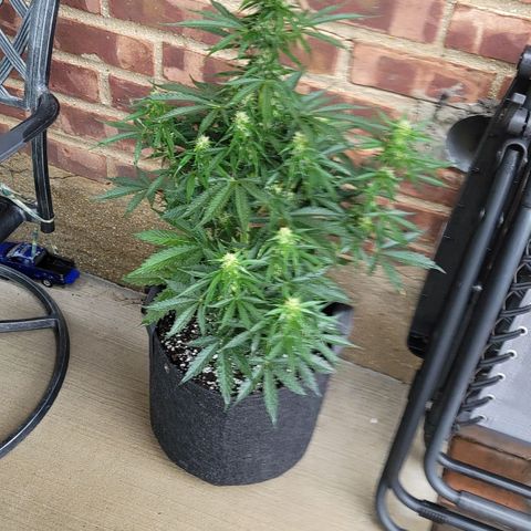 Bruce Banner Auto growlog photo: Yesterday while applying a top dress for the soil, I found that one of the plants had pollen sacs, so it was quarantined outside so it does not pollinate the 2 ladies that are producing nicely. It was lagging in trichome production, so not hopeful for that plant to produce quality bud. Will chop soon if it does not improve. 