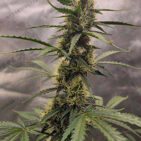 Bruce Banner Auto growlog photo: Yesterday while applying a top dress for the soil, I found that one of the plants had pollen sacs, so it was quarantined outside so it does not pollinate the 2 ladies that are producing nicely. It was lagging in trichome production, so not hopeful for that plant to produce quality bud. Will chop soon if it does not improve. 