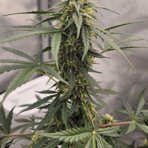Bruce Banner Auto growlog photo: Yesterday while applying a top dress for the soil, I found that one of the plants had pollen sacs, so it was quarantined outside so it does not pollinate the 2 ladies that are producing nicely. It was lagging in trichome production, so not hopeful for that plant to produce quality bud. Will chop soon if it does not improve. 