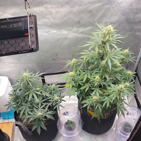 Bruce Banner Auto growlog photo: Yesterday while applying a top dress for the soil, I found that one of the plants had pollen sacs, so it was quarantined outside so it does not pollinate the 2 ladies that are producing nicely. It was lagging in trichome production, so not hopeful for that plant to produce quality bud. Will chop soon if it does not improve. 