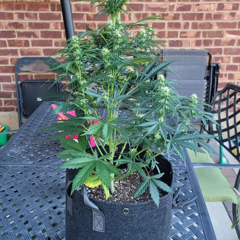 Bruce Banner Auto growlog photo: One plant had pollen sacs and was removed from grow tent. 