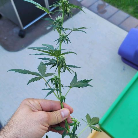 Bruce Banner Auto growlog photo: One plant had pollen sacs and was removed from grow tent. 