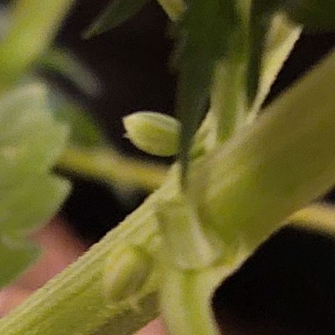 Bruce Banner Auto growlog photo: One plant had pollen sacs and was removed from grow tent. 