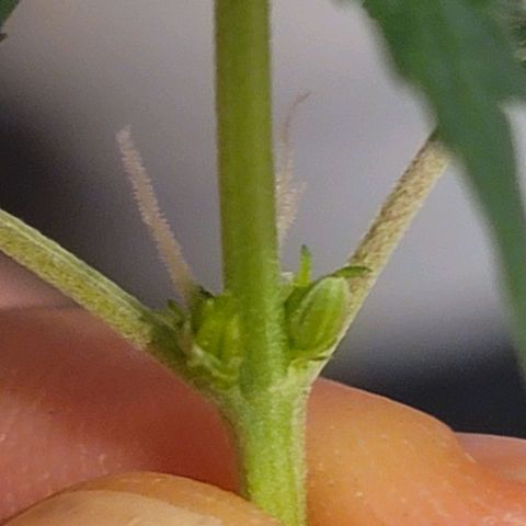 Bruce Banner Auto growlog photo: One plant had pollen sacs and was removed from grow tent. 