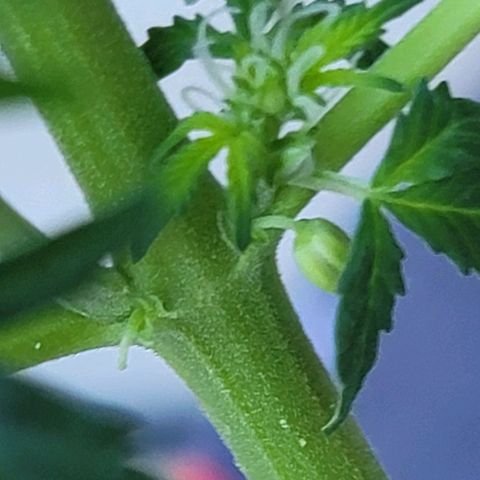 Bruce Banner Auto growlog photo: One plant had pollen sacs and was removed from grow tent. 
