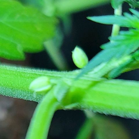 Bruce Banner Auto growlog photo: One plant had pollen sacs and was removed from grow tent. 
