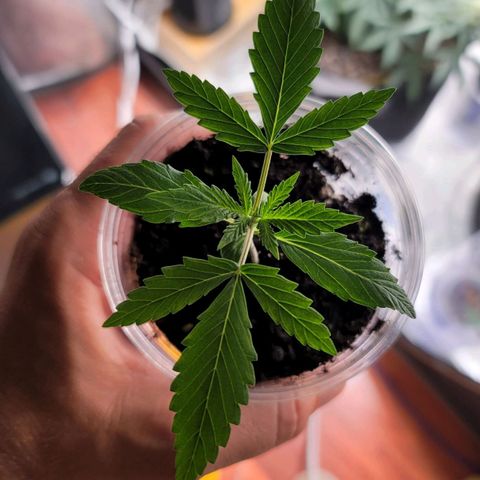 Gorilla Glue Auto growlog timeline photo