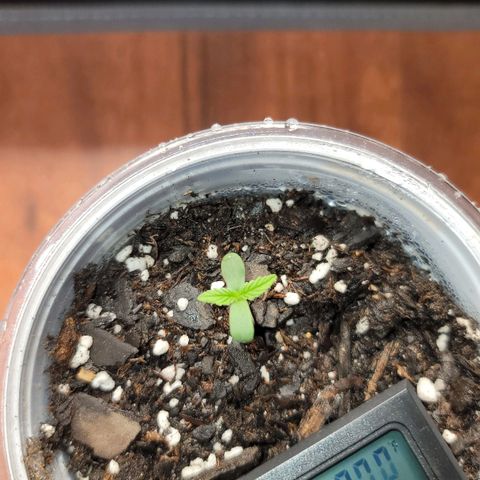 Mango Two growlog timeline photo