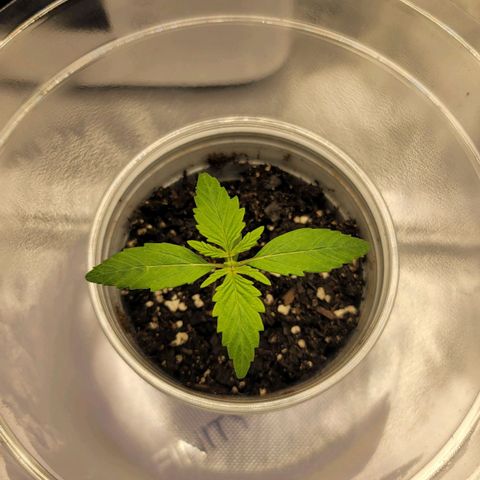 Mango growlog timeline photo