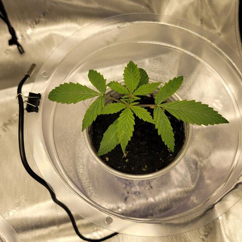 Gorilla Glue Auto growlog timeline photo