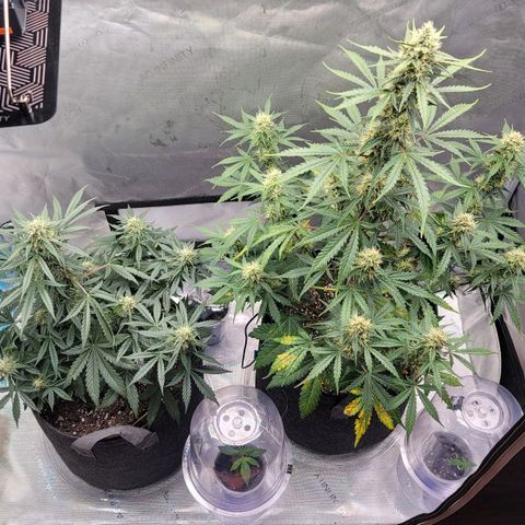 Bruce Banner Auto growlog timeline photo