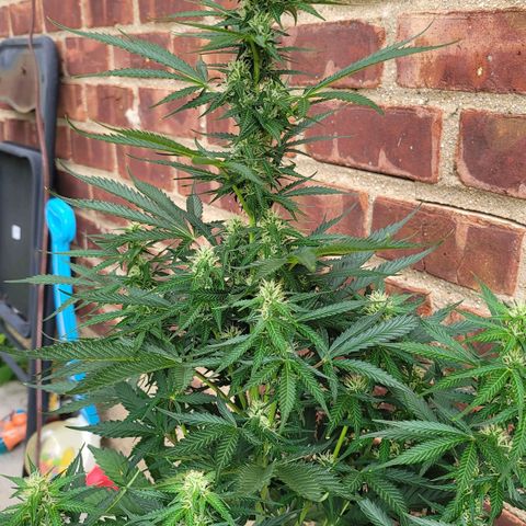 Bruce Banner Auto growlog timeline photo