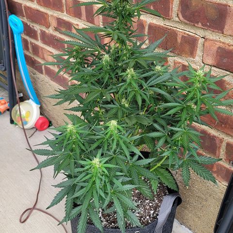 Bruce Banner Auto growlog timeline photo